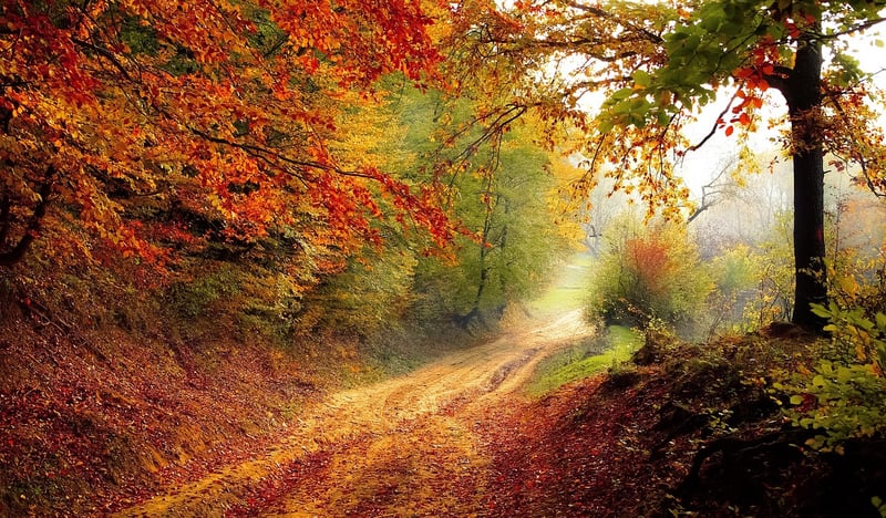 Road through foggy forest